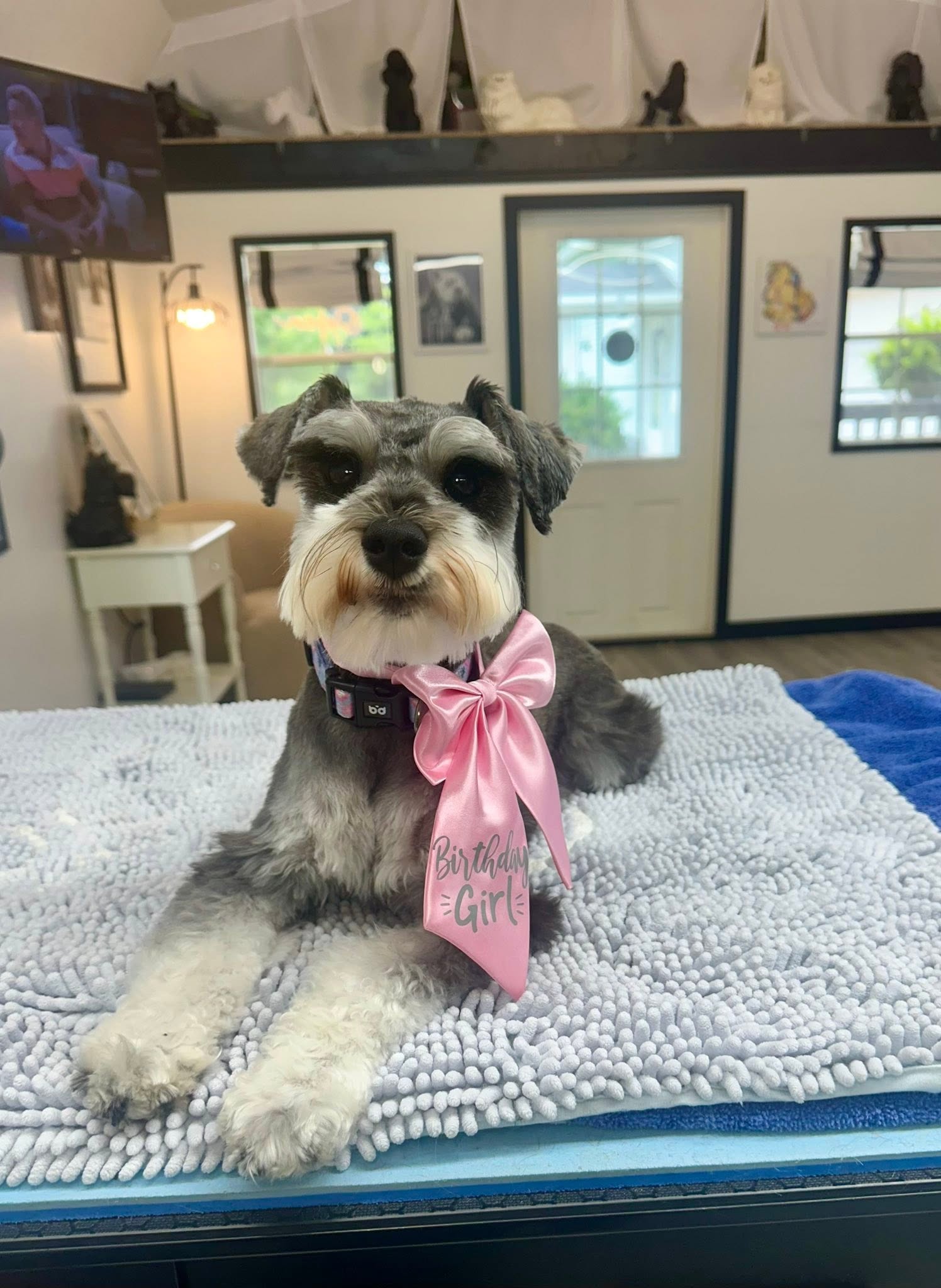 Schnauzer wearing a pink Birthday Girl bow, relaxing after a groom
