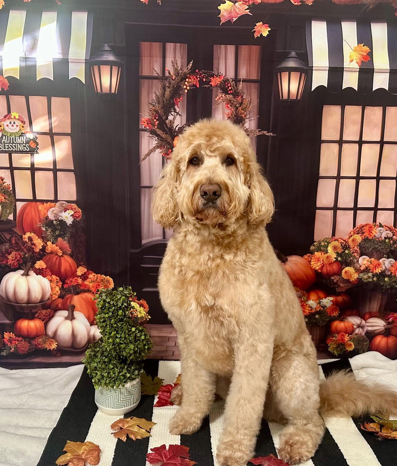 Freshly groomed french bulldog sitting in front of an autumn storefront backdrop