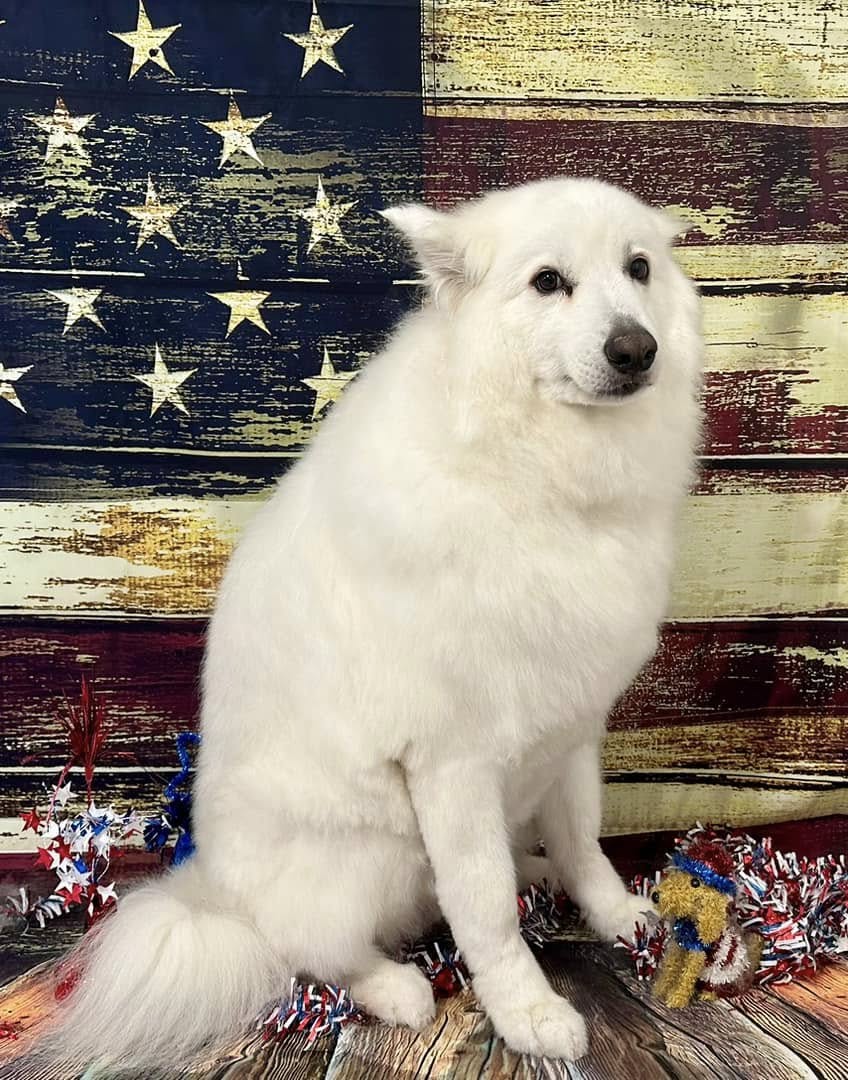 Freshly groomed dog sitting in front of an American flag backdrop