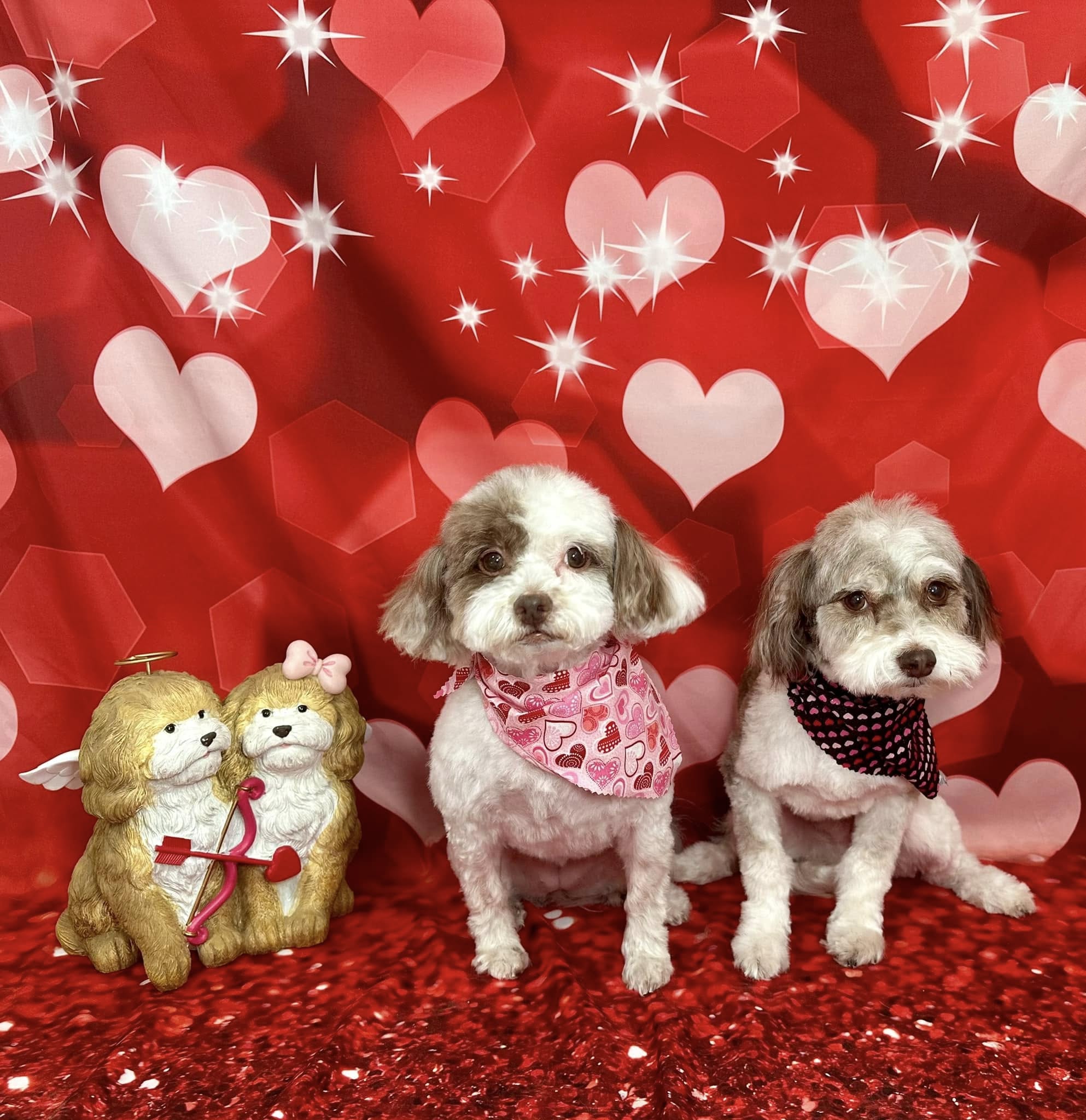Two freshly groomed dogs wearing heart-print bandanas in front of a Valentine's Day backdrop